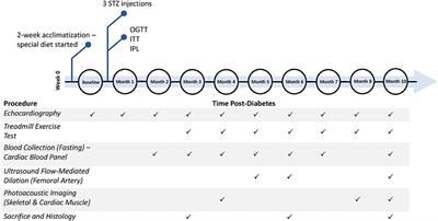 Skeletal Muscle Microvascular Dysfunction Manifests Early in Diabetic Cardiomyopathy
